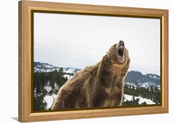 Brown Bear (Grizzly) (Ursus Arctos), Montana, United States of America, North America-Janette Hil-Framed Premier Image Canvas