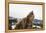 Brown Bear (Grizzly) (Ursus Arctos), Montana, United States of America, North America-Janette Hil-Framed Premier Image Canvas