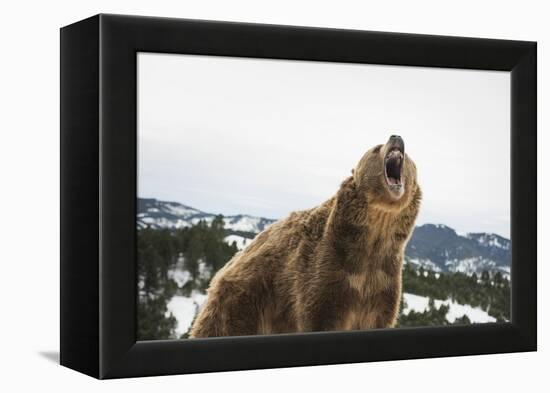 Brown Bear (Grizzly) (Ursus Arctos), Montana, United States of America, North America-Janette Hil-Framed Premier Image Canvas