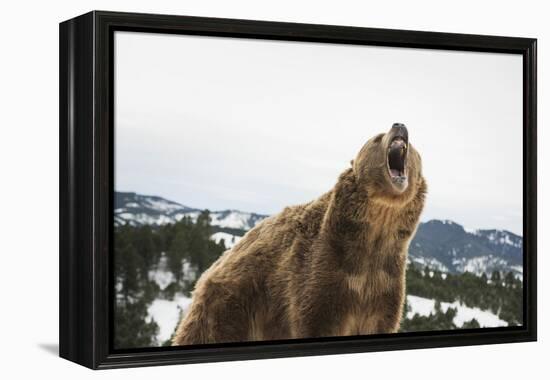 Brown Bear (Grizzly) (Ursus Arctos), Montana, United States of America, North America-Janette Hil-Framed Premier Image Canvas