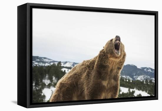 Brown Bear (Grizzly) (Ursus Arctos), Montana, United States of America, North America-Janette Hil-Framed Premier Image Canvas