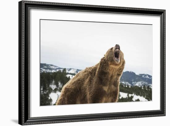 Brown Bear (Grizzly) (Ursus Arctos), Montana, United States of America, North America-Janette Hil-Framed Photographic Print