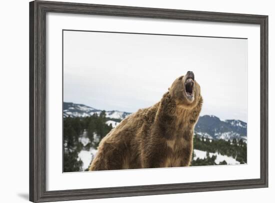 Brown Bear (Grizzly) (Ursus Arctos), Montana, United States of America, North America-Janette Hil-Framed Photographic Print