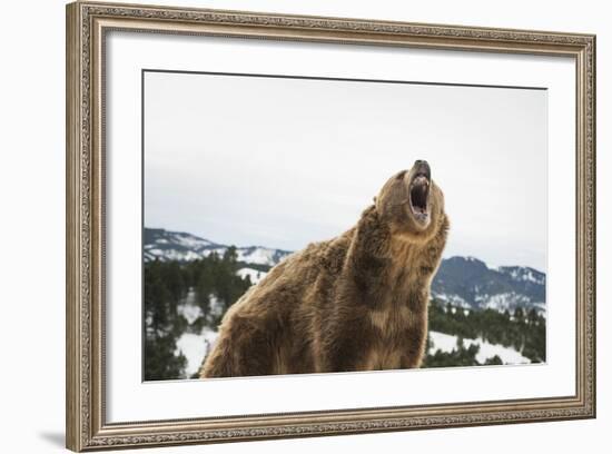 Brown Bear (Grizzly) (Ursus Arctos), Montana, United States of America, North America-Janette Hil-Framed Photographic Print