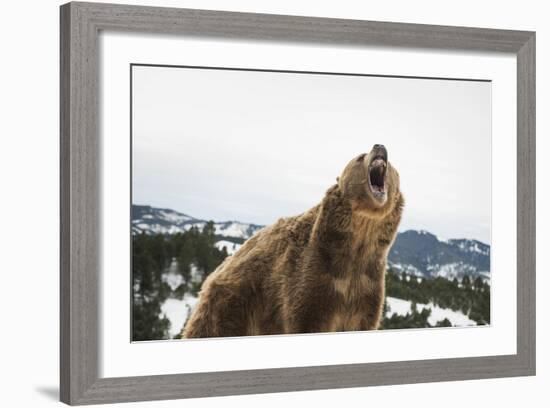 Brown Bear (Grizzly) (Ursus Arctos), Montana, United States of America, North America-Janette Hil-Framed Photographic Print