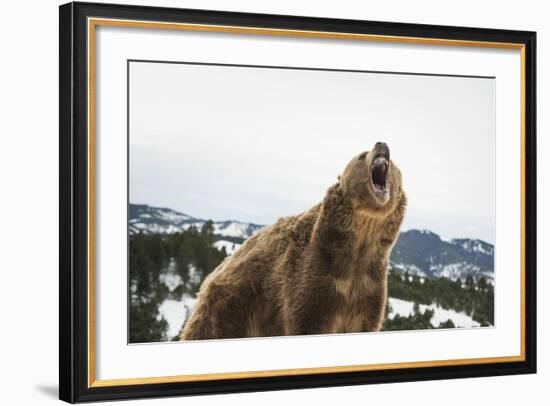 Brown Bear (Grizzly) (Ursus Arctos), Montana, United States of America, North America-Janette Hil-Framed Photographic Print