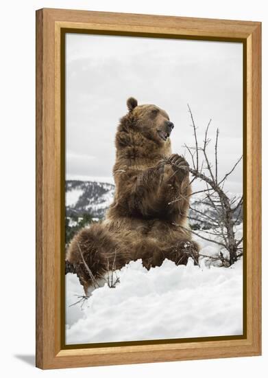 Brown Bear (Grizzly) (Ursus Arctos), Montana, United States of America, North America-Janette Hil-Framed Premier Image Canvas