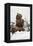 Brown Bear (Grizzly) (Ursus Arctos), Montana, United States of America, North America-Janette Hil-Framed Premier Image Canvas