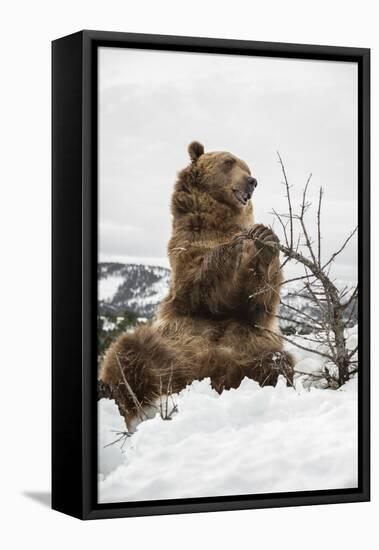 Brown Bear (Grizzly) (Ursus Arctos), Montana, United States of America, North America-Janette Hil-Framed Premier Image Canvas