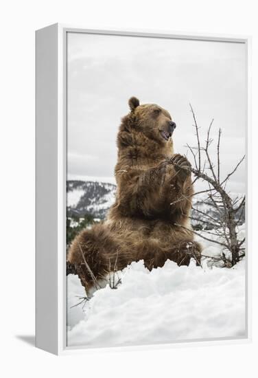 Brown Bear (Grizzly) (Ursus Arctos), Montana, United States of America, North America-Janette Hil-Framed Premier Image Canvas