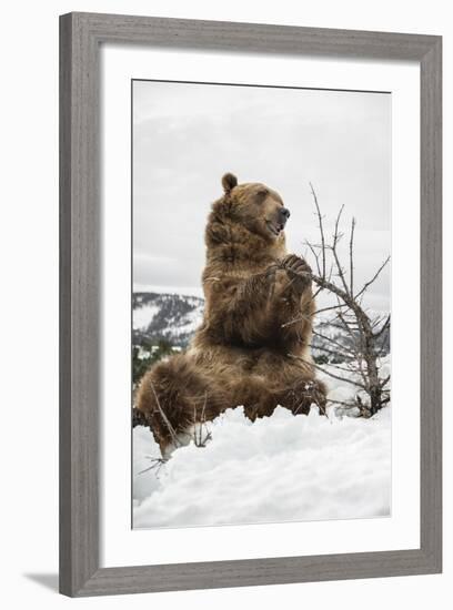 Brown Bear (Grizzly) (Ursus Arctos), Montana, United States of America, North America-Janette Hil-Framed Photographic Print