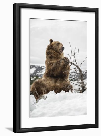 Brown Bear (Grizzly) (Ursus Arctos), Montana, United States of America, North America-Janette Hil-Framed Photographic Print