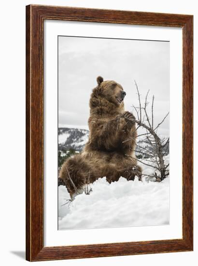 Brown Bear (Grizzly) (Ursus Arctos), Montana, United States of America, North America-Janette Hil-Framed Photographic Print