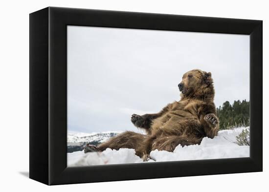 Brown Bear (Grizzly) (Ursus Arctos), Montana, United States of America, North America-Janette Hil-Framed Premier Image Canvas