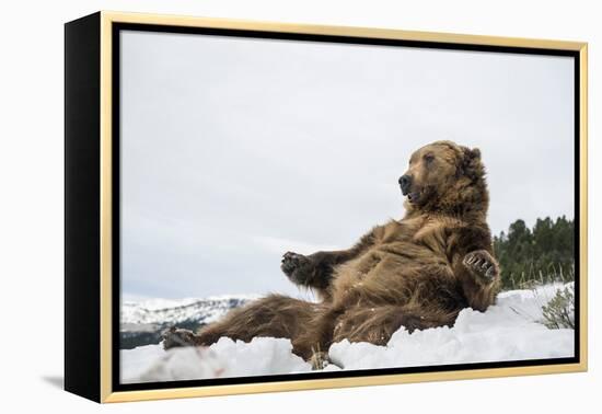 Brown Bear (Grizzly) (Ursus Arctos), Montana, United States of America, North America-Janette Hil-Framed Premier Image Canvas