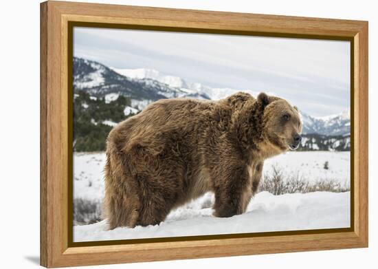 Brown Bear (Grizzly) (Ursus Arctos), Montana, United States of America, North America-Janette Hil-Framed Premier Image Canvas