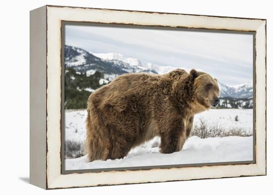 Brown Bear (Grizzly) (Ursus Arctos), Montana, United States of America, North America-Janette Hil-Framed Premier Image Canvas