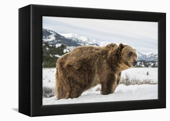 Brown Bear (Grizzly) (Ursus Arctos), Montana, United States of America, North America-Janette Hil-Framed Premier Image Canvas