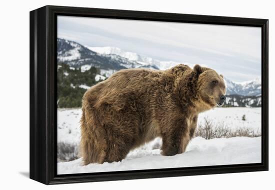 Brown Bear (Grizzly) (Ursus Arctos), Montana, United States of America, North America-Janette Hil-Framed Premier Image Canvas