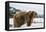 Brown Bear (Grizzly) (Ursus Arctos), Montana, United States of America, North America-Janette Hil-Framed Premier Image Canvas