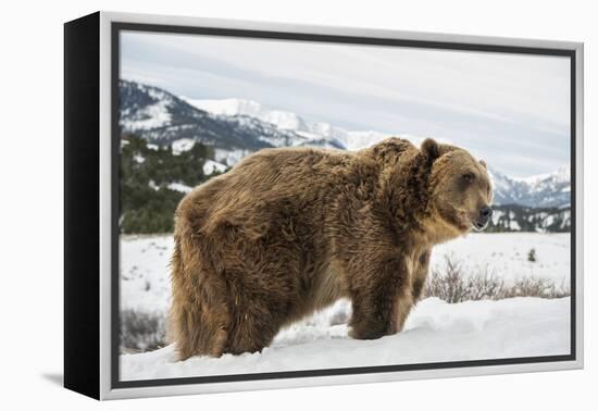 Brown Bear (Grizzly) (Ursus Arctos), Montana, United States of America, North America-Janette Hil-Framed Premier Image Canvas