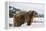 Brown Bear (Grizzly) (Ursus Arctos), Montana, United States of America, North America-Janette Hil-Framed Premier Image Canvas