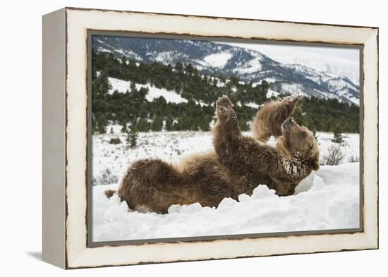 Brown Bear (Grizzly) (Ursus Arctos), Montana, United States of America, North America-Janette Hil-Framed Premier Image Canvas