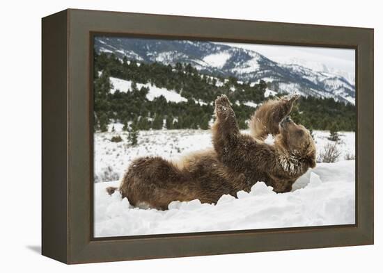 Brown Bear (Grizzly) (Ursus Arctos), Montana, United States of America, North America-Janette Hil-Framed Premier Image Canvas