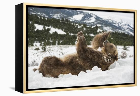 Brown Bear (Grizzly) (Ursus Arctos), Montana, United States of America, North America-Janette Hil-Framed Premier Image Canvas