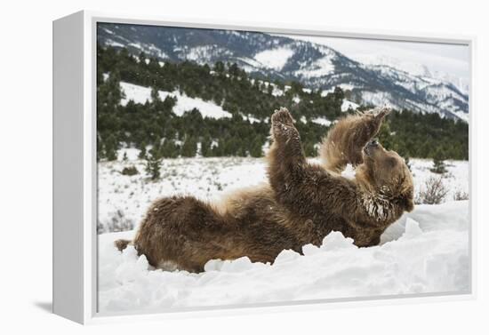 Brown Bear (Grizzly) (Ursus Arctos), Montana, United States of America, North America-Janette Hil-Framed Premier Image Canvas