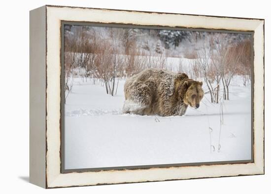 Brown Bear (Grizzly) (Ursus Arctos), Montana, United States of America, North America-Janette Hil-Framed Premier Image Canvas