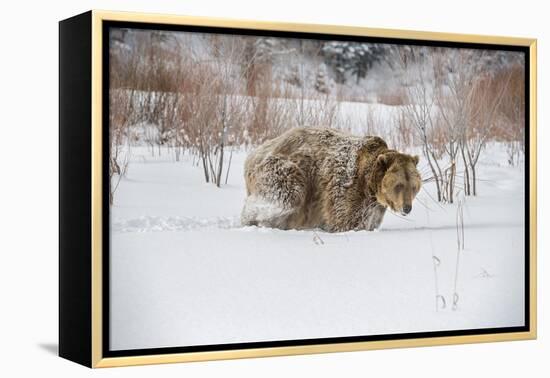 Brown Bear (Grizzly) (Ursus Arctos), Montana, United States of America, North America-Janette Hil-Framed Premier Image Canvas