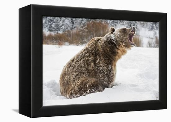 Brown Bear (Grizzly) (Ursus Arctos), Montana, United States of America, North America-Janette Hil-Framed Premier Image Canvas