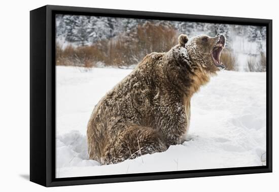 Brown Bear (Grizzly) (Ursus Arctos), Montana, United States of America, North America-Janette Hil-Framed Premier Image Canvas