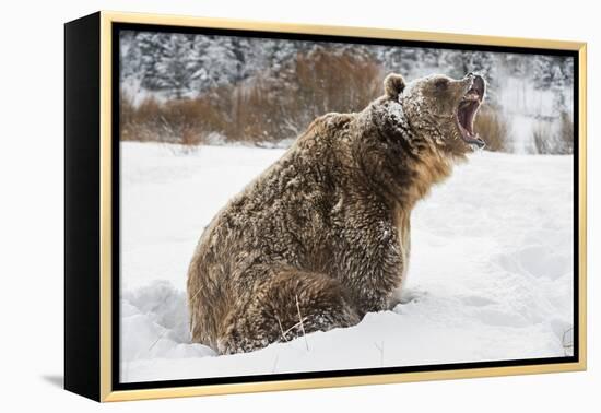 Brown Bear (Grizzly) (Ursus Arctos), Montana, United States of America, North America-Janette Hil-Framed Premier Image Canvas