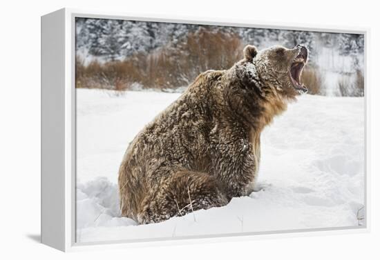 Brown Bear (Grizzly) (Ursus Arctos), Montana, United States of America, North America-Janette Hil-Framed Premier Image Canvas