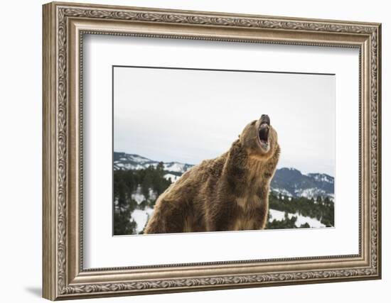 Brown Bear (Grizzly) (Ursus Arctos), Montana, United States of America, North America-Janette Hil-Framed Photographic Print