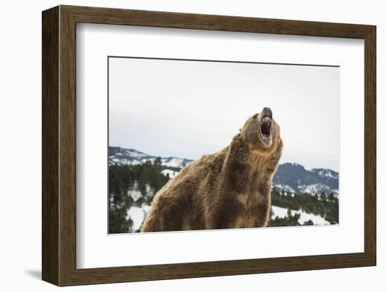 Brown Bear (Grizzly) (Ursus Arctos), Montana, United States of America, North America-Janette Hil-Framed Photographic Print