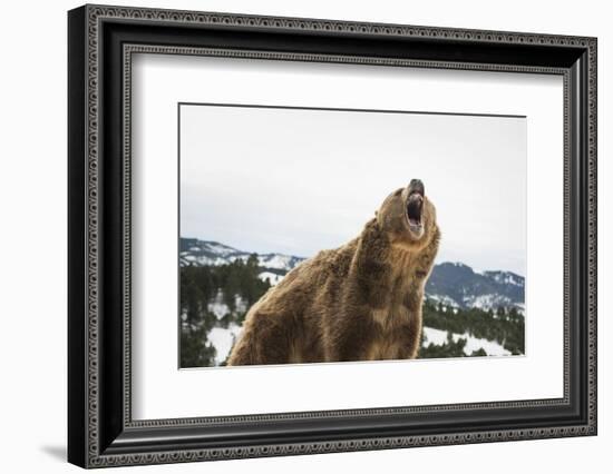 Brown Bear (Grizzly) (Ursus Arctos), Montana, United States of America, North America-Janette Hil-Framed Photographic Print