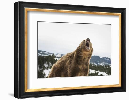 Brown Bear (Grizzly) (Ursus Arctos), Montana, United States of America, North America-Janette Hil-Framed Photographic Print