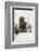 Brown Bear (Grizzly) (Ursus Arctos), Montana, United States of America, North America-Janette Hil-Framed Photographic Print