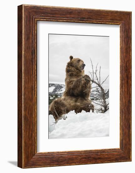 Brown Bear (Grizzly) (Ursus Arctos), Montana, United States of America, North America-Janette Hil-Framed Photographic Print