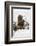 Brown Bear (Grizzly) (Ursus Arctos), Montana, United States of America, North America-Janette Hil-Framed Photographic Print