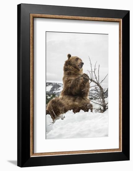 Brown Bear (Grizzly) (Ursus Arctos), Montana, United States of America, North America-Janette Hil-Framed Photographic Print