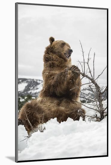 Brown Bear (Grizzly) (Ursus Arctos), Montana, United States of America, North America-Janette Hil-Mounted Photographic Print