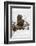 Brown Bear (Grizzly) (Ursus Arctos), Montana, United States of America, North America-Janette Hil-Framed Photographic Print