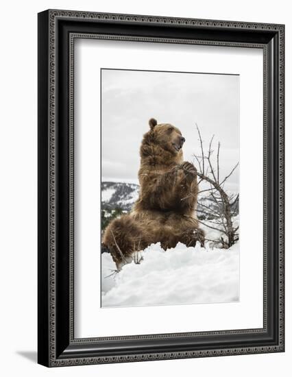 Brown Bear (Grizzly) (Ursus Arctos), Montana, United States of America, North America-Janette Hil-Framed Photographic Print