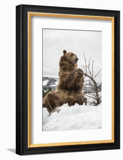 Brown Bear (Grizzly) (Ursus Arctos), Montana, United States of America, North America-Janette Hil-Framed Photographic Print