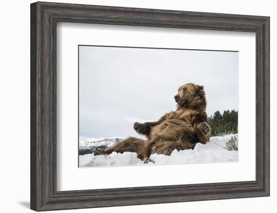 Brown Bear (Grizzly) (Ursus Arctos), Montana, United States of America, North America-Janette Hil-Framed Photographic Print