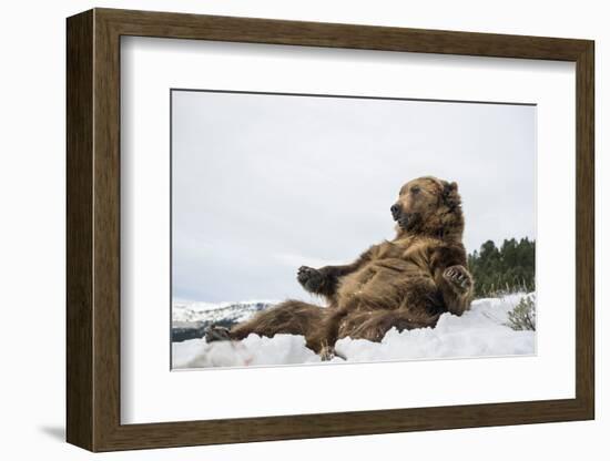 Brown Bear (Grizzly) (Ursus Arctos), Montana, United States of America, North America-Janette Hil-Framed Photographic Print